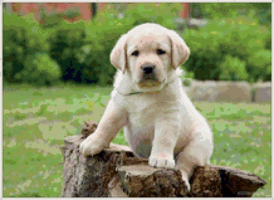 Щенок лабрадора - собаки, животные, щенки - предпросмотр