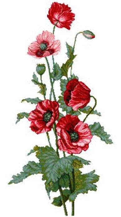 маки - цветы - оригинал