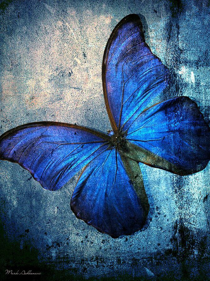 синяя бабочка - синяя бабочка - оригинал