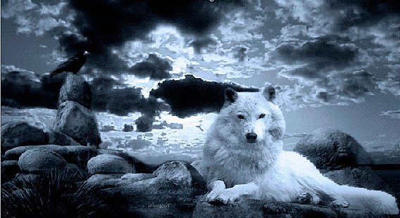 Волк - животные, луна, волки - оригинал