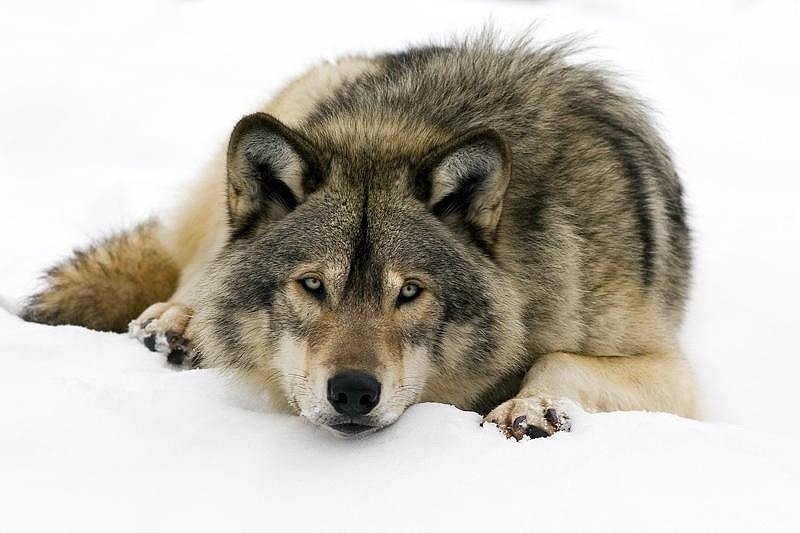 Волк - волки, животные - оригинал