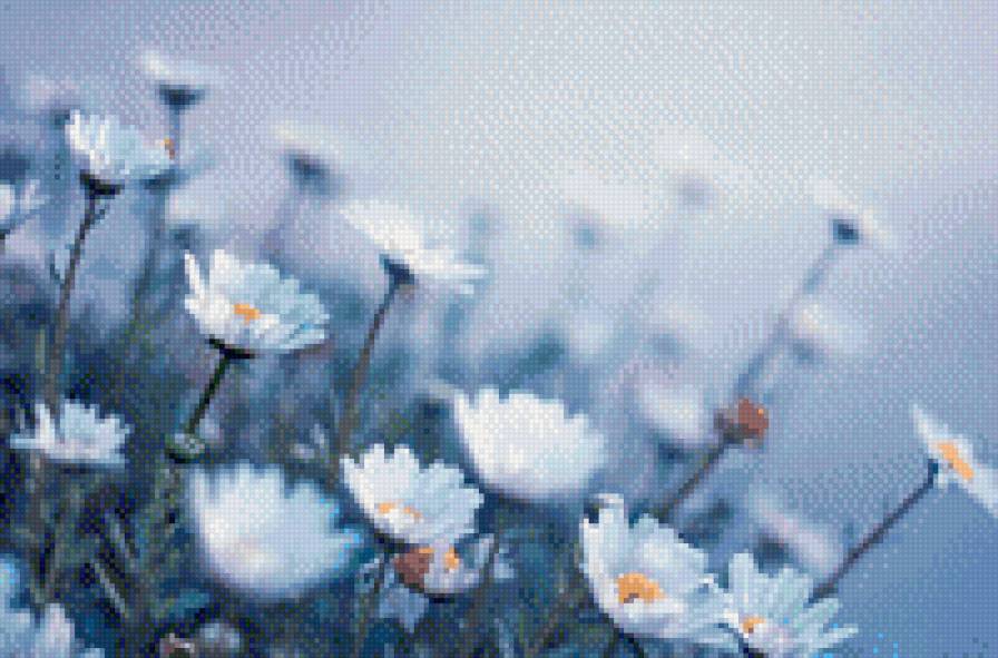 ромашки - ромашки, природа, цветы - предпросмотр