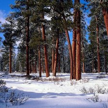зимний сосновый лес