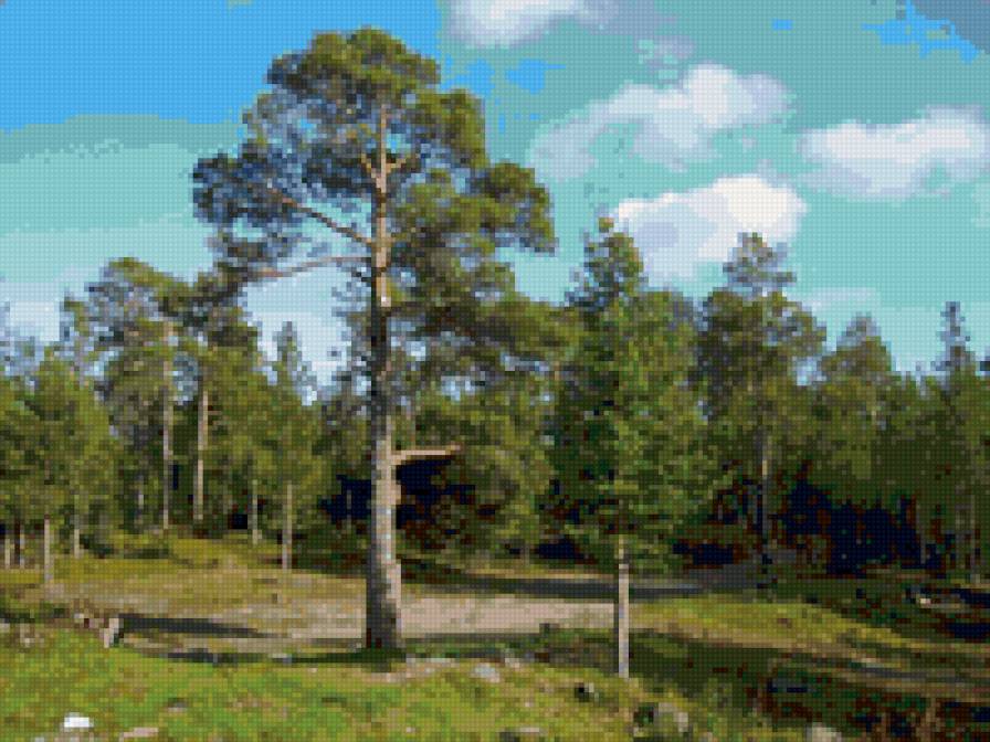 Лесная тропа - лес, природа, тропа, пейзаж - предпросмотр