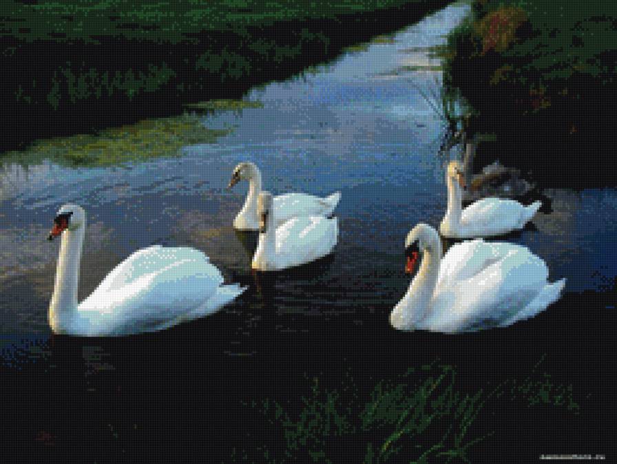 лебеди - лебеди, пруд, пейзаж - предпросмотр