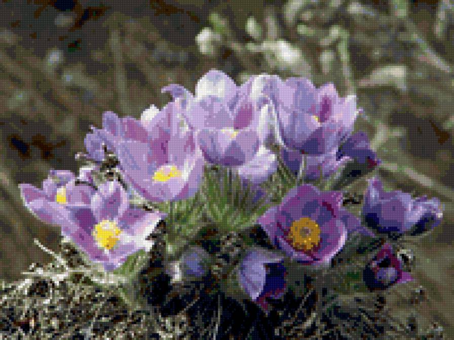 Дыхание весны - цветы, весна - предпросмотр