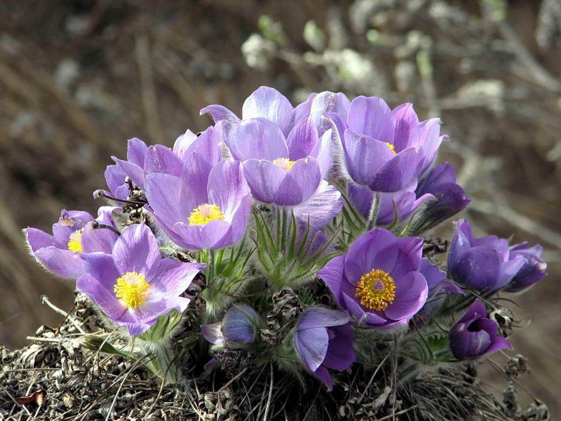 Дыхание весны - природа, проталины, весна, цветы - оригинал