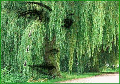Ива плакучая - ива, дерево - оригинал