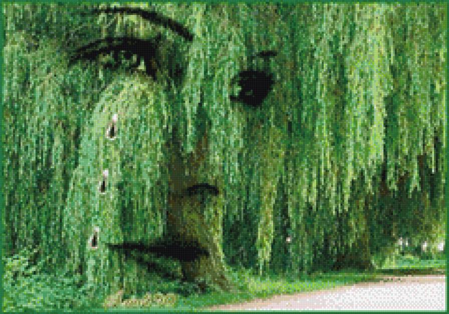 Ива плакучая - ива, дерево - предпросмотр