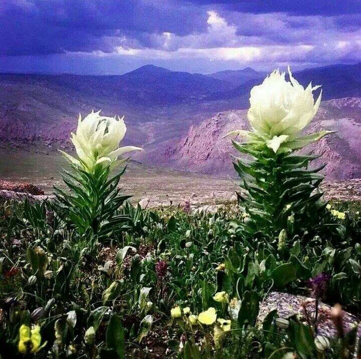 вансэмбэрүү - оригинал