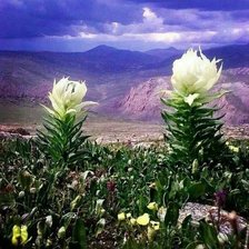 Схема вышивки «вансэмбэрүү»