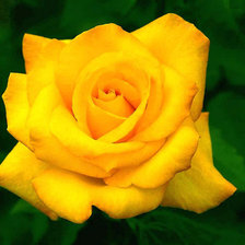 Схема вышивки «ЖЕЛТАЯ РОЗА»