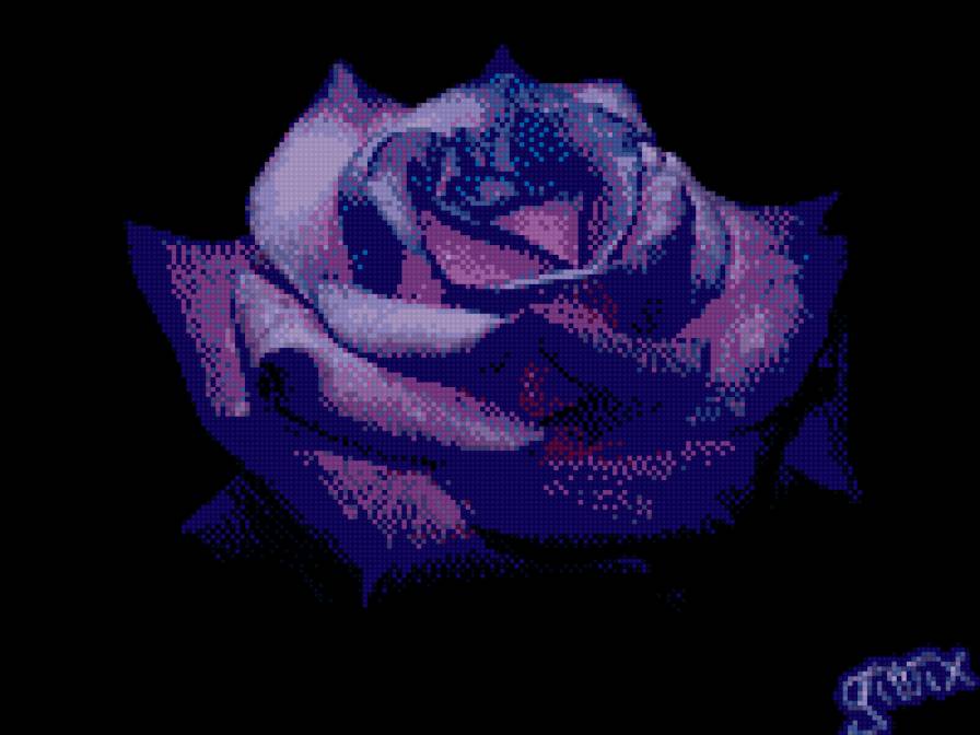 синяя роза - предпросмотр