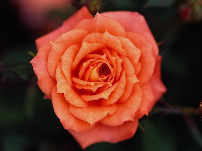 оранжевая роза - оригинал