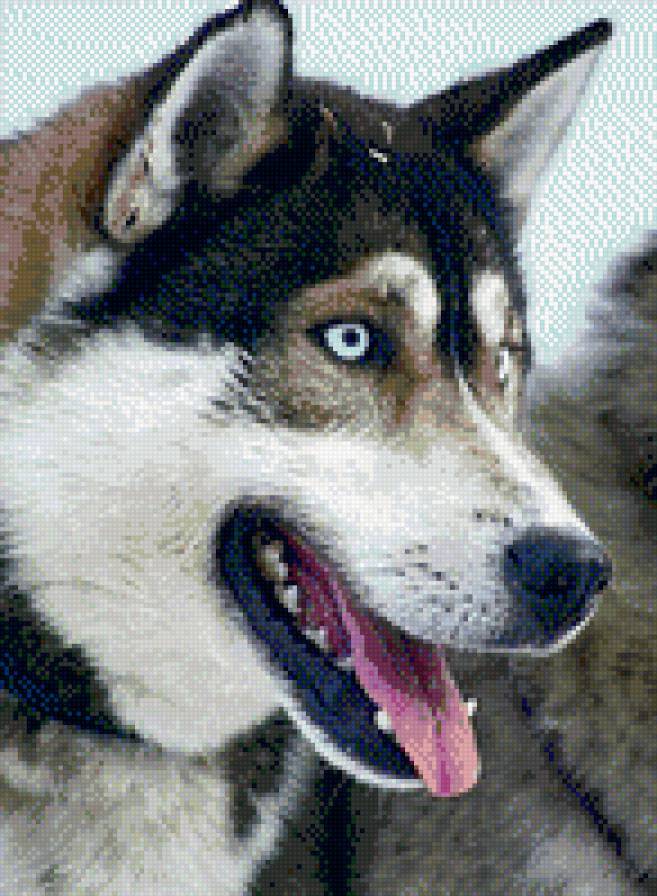 волк - предпросмотр