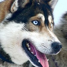 Схема вышивки «волк»