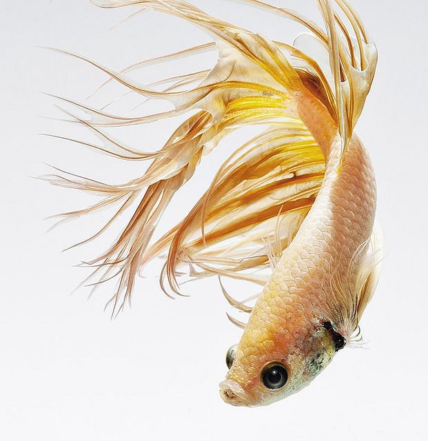 петушок - петушок, рыба, betta - оригинал