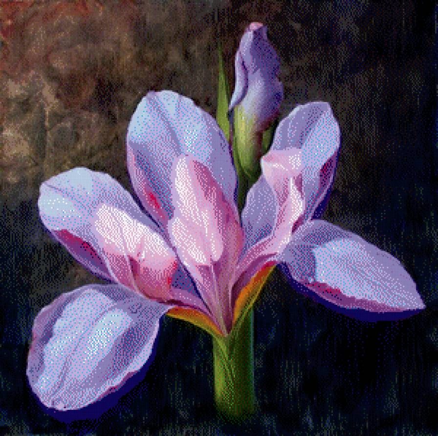 ирис - предпросмотр