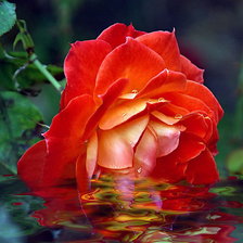роза в воде