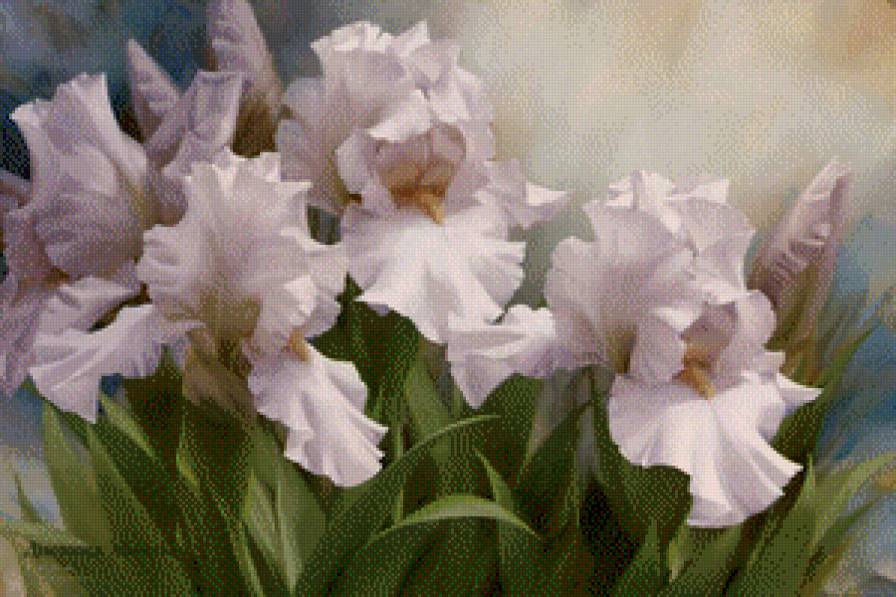 ирисы - предпросмотр