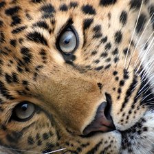 Схема вышивки «гамма»