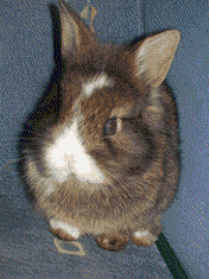 крол - кролик - предпросмотр