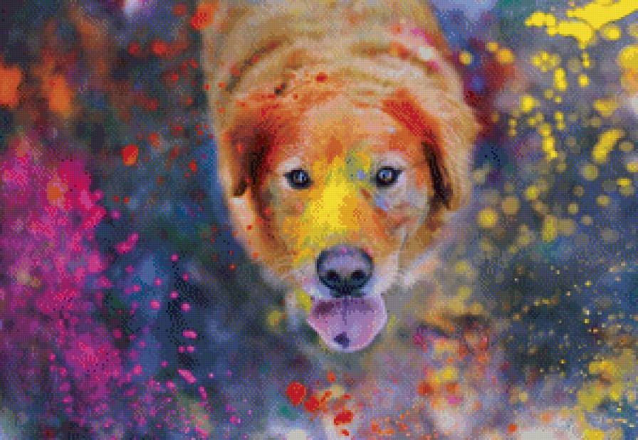 Красочный пес - животные, собаки - предпросмотр