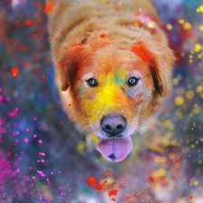 Красочный пес