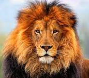 lauva - dzivnieki - оригинал