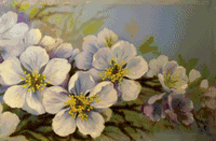 ķiršu ziedi - pavasaris, ziedi - предпросмотр