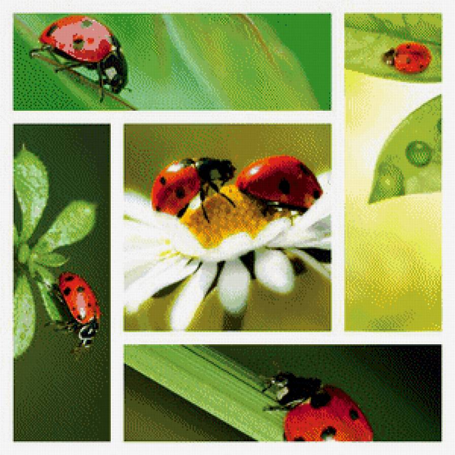 Модуль - Божьи коровки - природа цветы трава букашки - предпросмотр