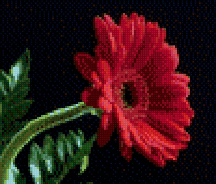 Гербера - предпросмотр