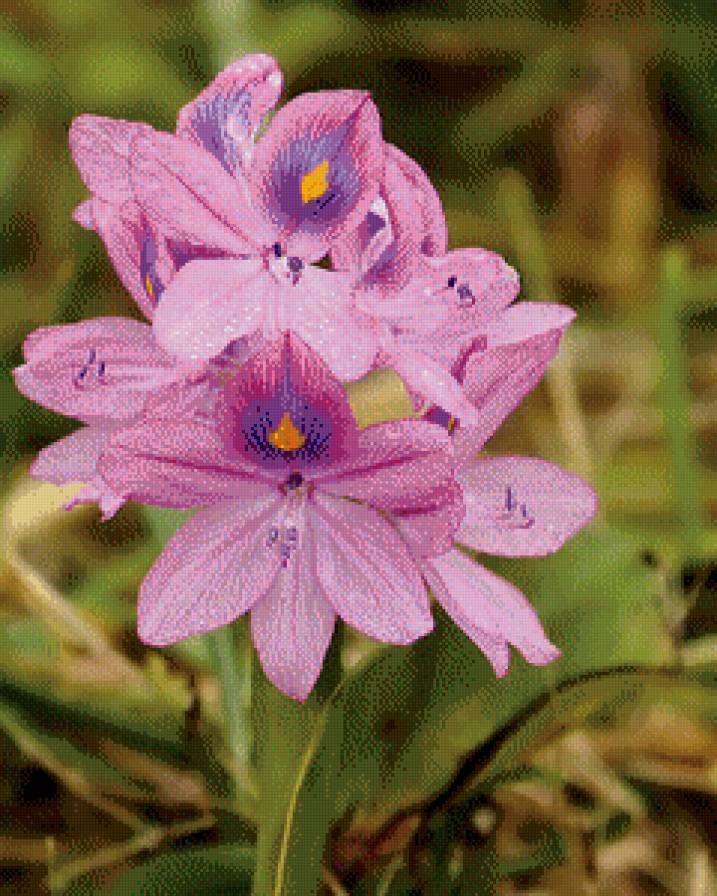 №906659 - предпросмотр