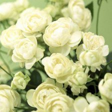 Схема вышивки «розы»