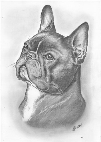 франс бульдог - оригинал