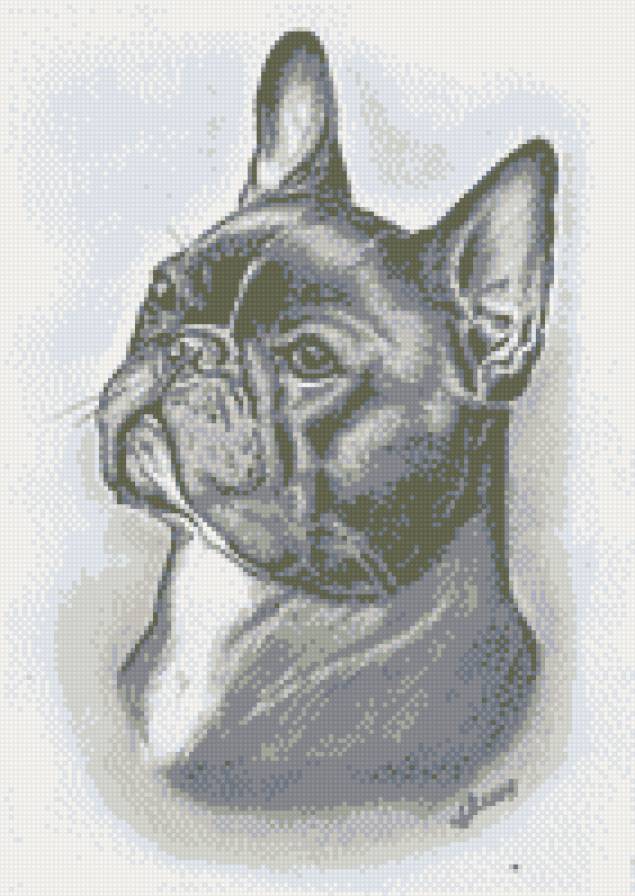 франс бульдог - предпросмотр