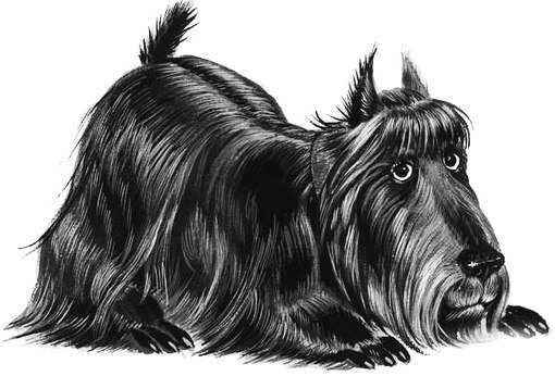 собака6 - оригинал