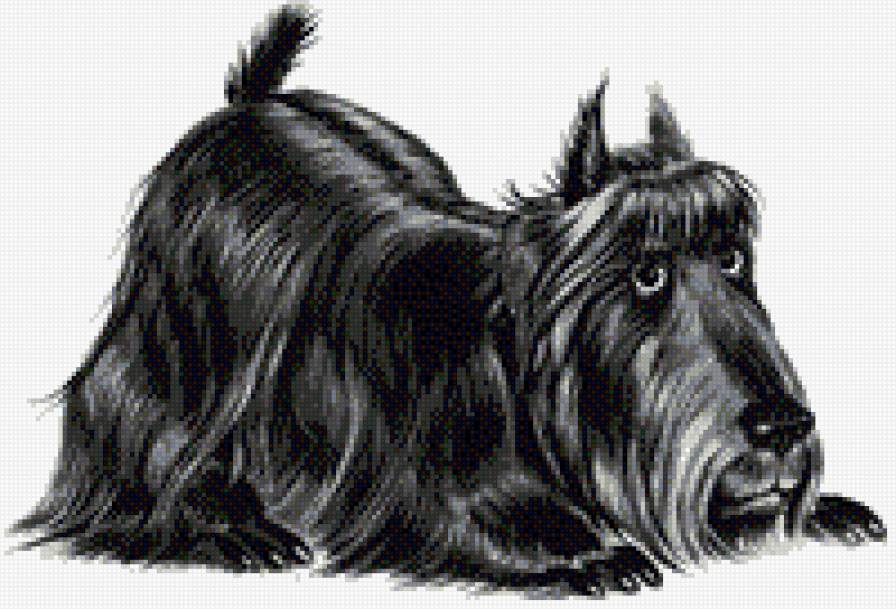 собака6 - предпросмотр