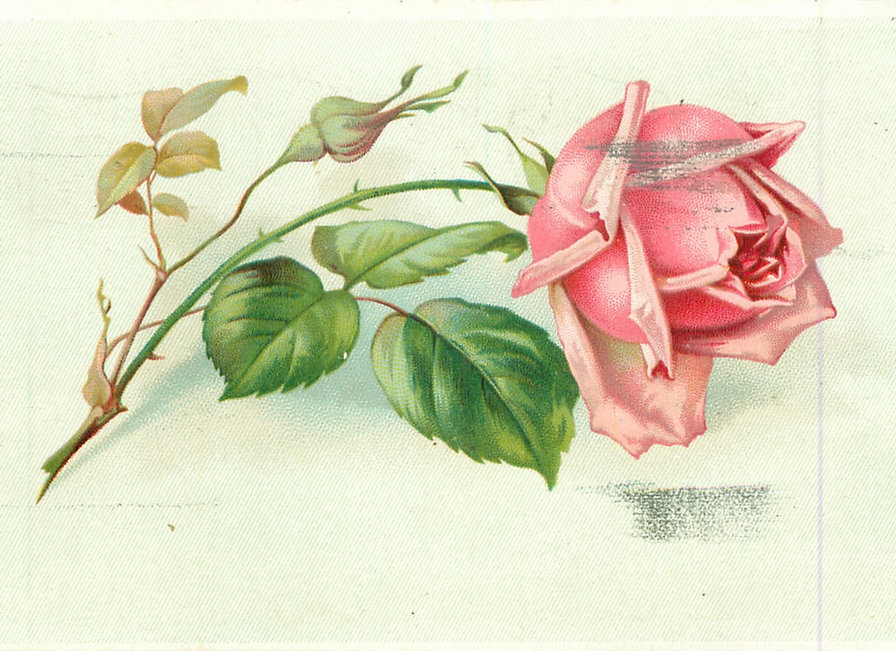 роза1 - оригинал