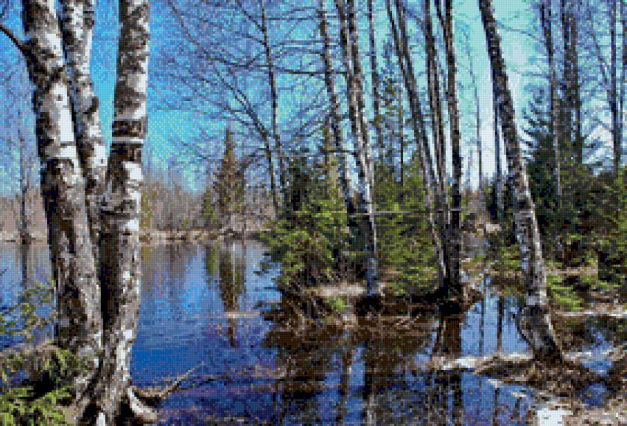 Разлив у берез и елей - береза, река, природа, ель, пейзаж - предпросмотр