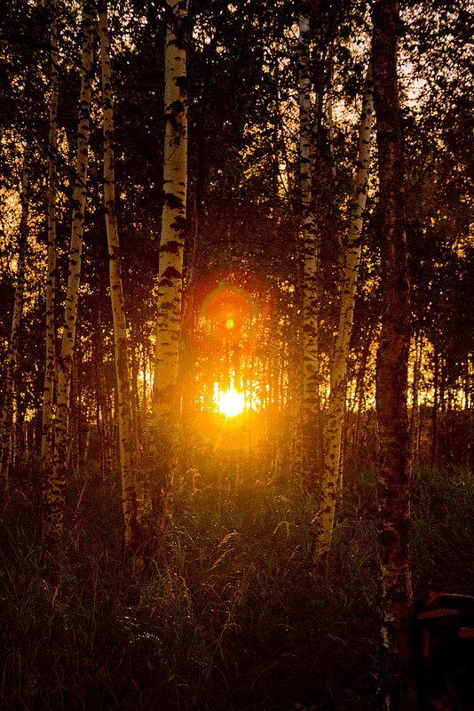 В лучах заката - березы, природа, закат, пейзаж - оригинал
