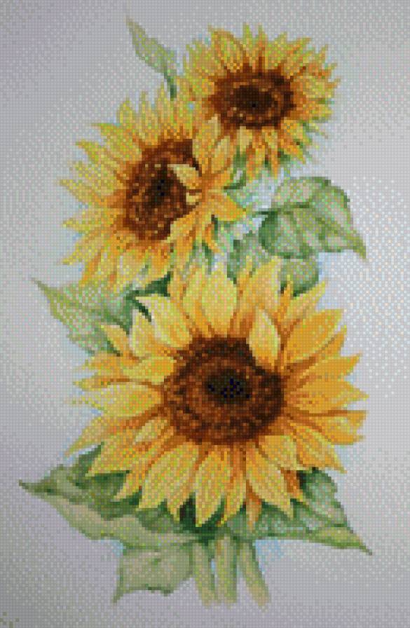 Солнечный цвет - подсолнух, цветы - предпросмотр