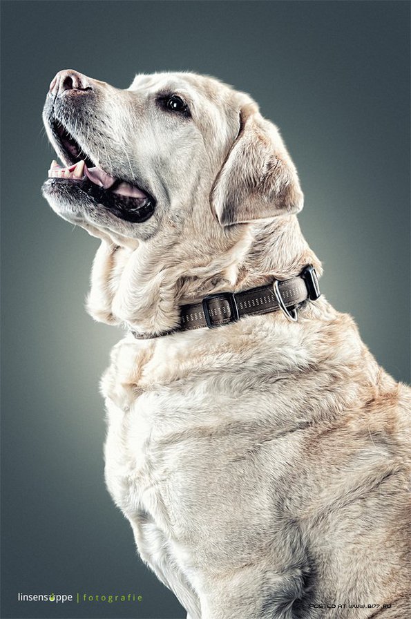 пес - оригинал