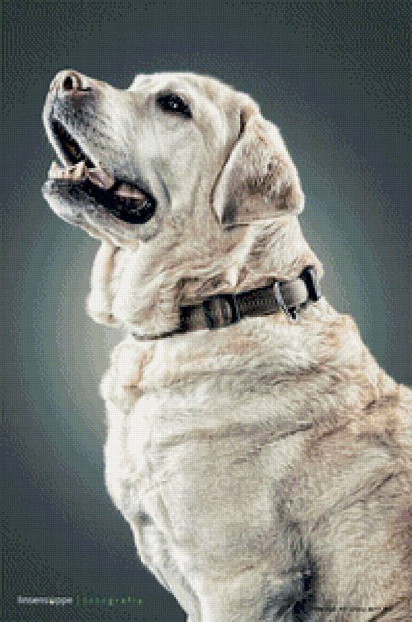 пес - предпросмотр