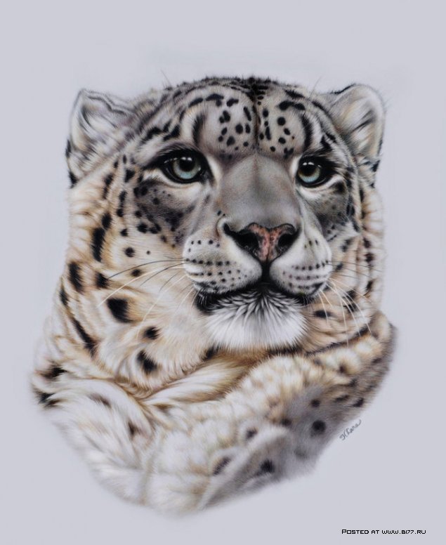 снежный барс - оригинал