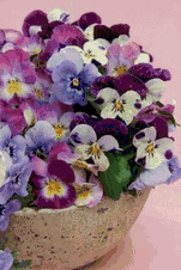 фиалки - предпросмотр