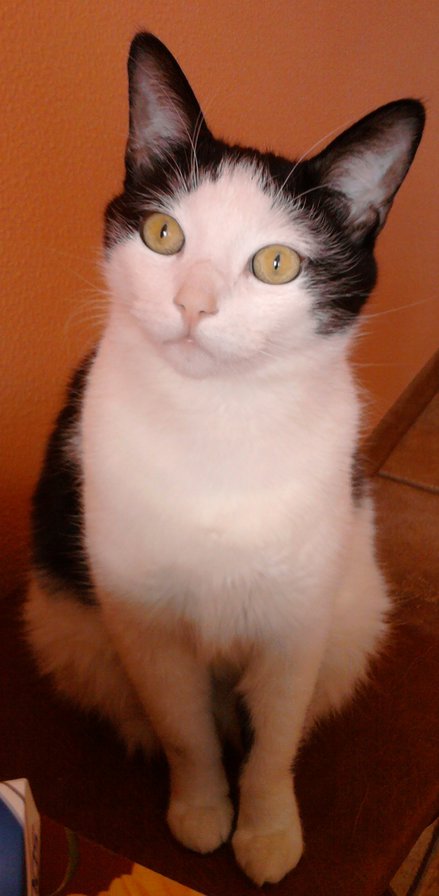 Кузинька - оригинал