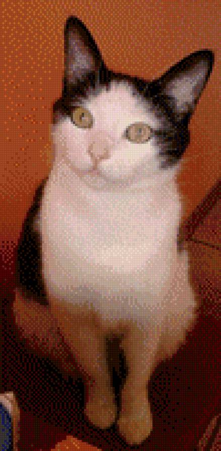 Кузинька - предпросмотр