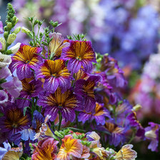 Схема вышивки «садовые цветы»
