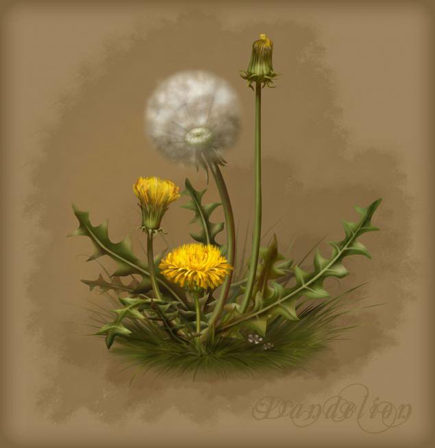 одуванчик - этно, полевые цветы - оригинал